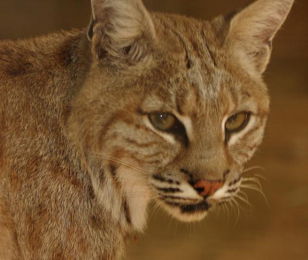 Photo of Lynx rufus by Brian Klinkenberg